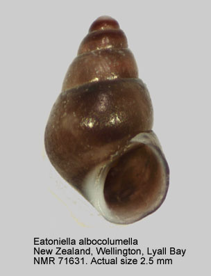 Eatoniella albocolumella.jpg - Eatoniella albocolumellaPonder,1965